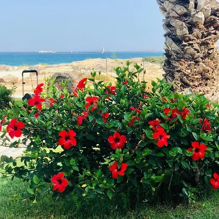 公寓式酒店 Oasis